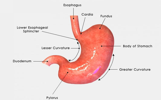 TIF – incisionless treatment for reflux - Peptest Australia and New Zealand